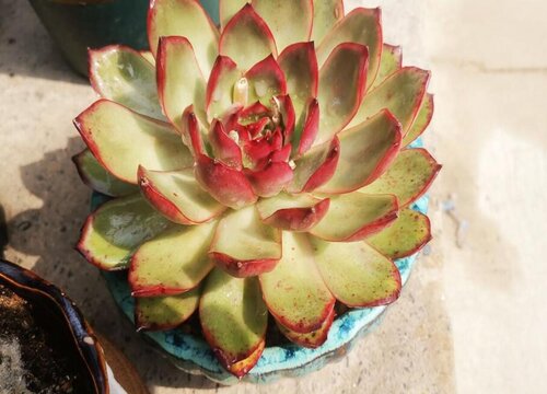 老桩多肉叶子软软的怎么回事