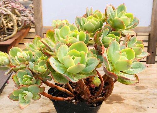 老桩多肉叶子软软的怎么回事