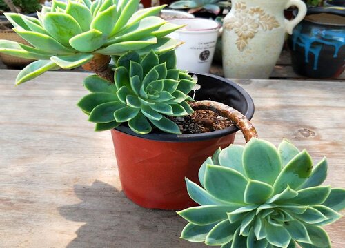 老桩多肉叶子软软的怎么回事