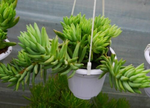 老桩多肉叶子软软的怎么回事