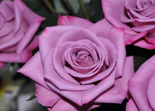 月季的生长过程