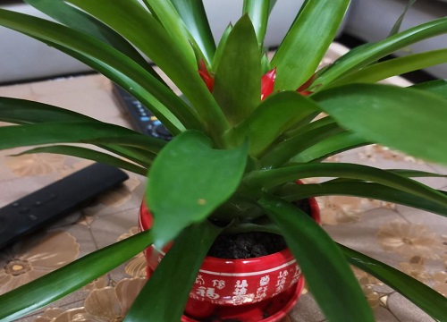 哪几种绿植摆放客厅最好