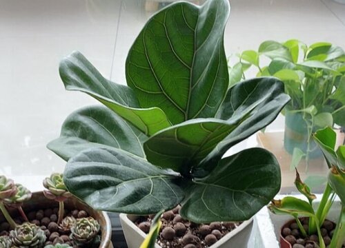 哪几种绿植摆放客厅最好