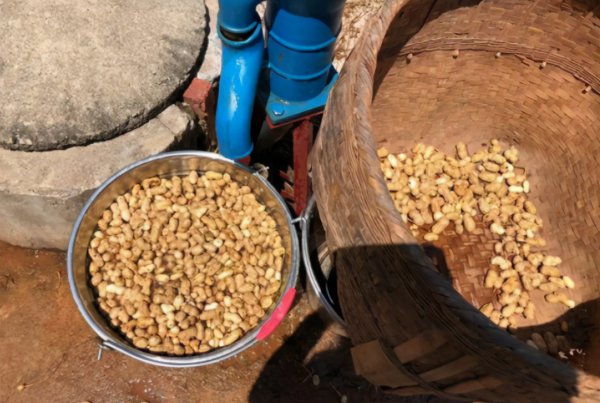 腐熟的花生壳能作为肥料吗