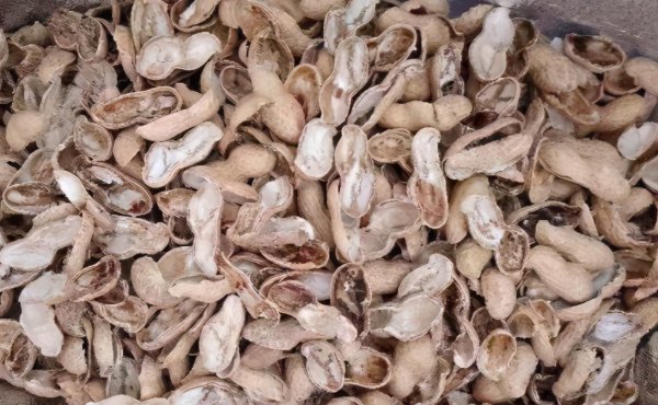 腐熟的花生壳能作为肥料吗