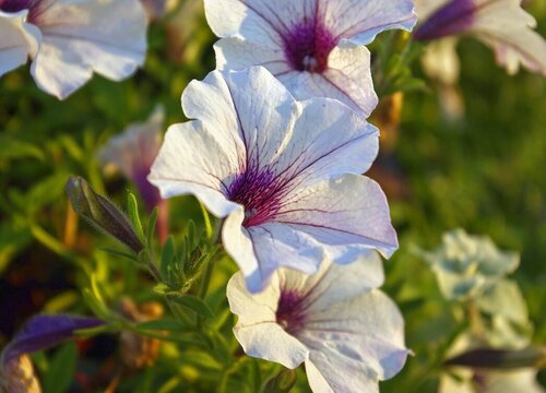 牵牛花的花语是什么寓意