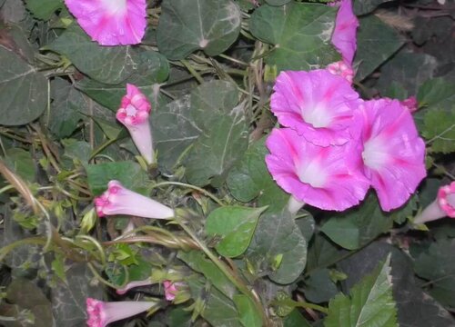 牵牛花的花语是什么寓意