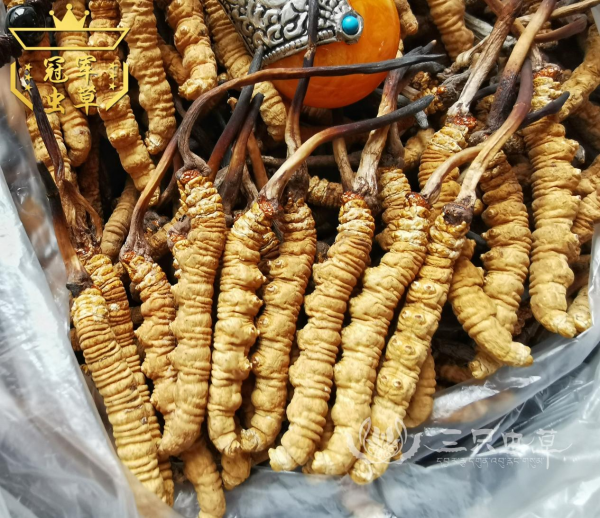 冬虫夏草产地及分布