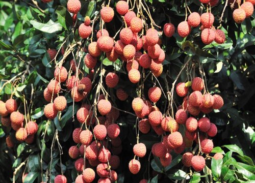 荔枝什么季节成熟