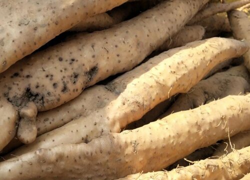 狗狗能吃山药吗