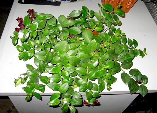 牡丹吊兰喜阴还是喜阳光的植物