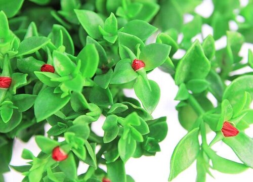 牡丹吊兰喜阴还是喜阳光的植物