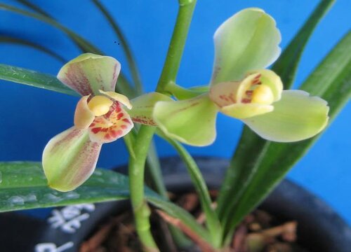 兰花如何防两腐更轻松