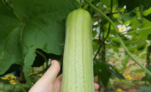 自己种的丝瓜发苦怎么回事