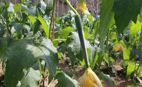 自己种的丝瓜发苦怎么回事