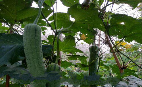 自己种的丝瓜发苦怎么回事