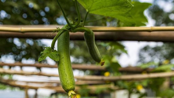 自己种的丝瓜发苦怎么回事