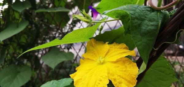 自己种的丝瓜发苦怎么回事