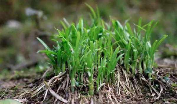 韭菜收割完施什么肥料