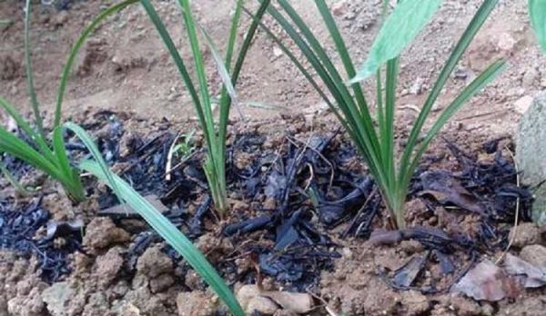 韭菜收割完施什么肥料