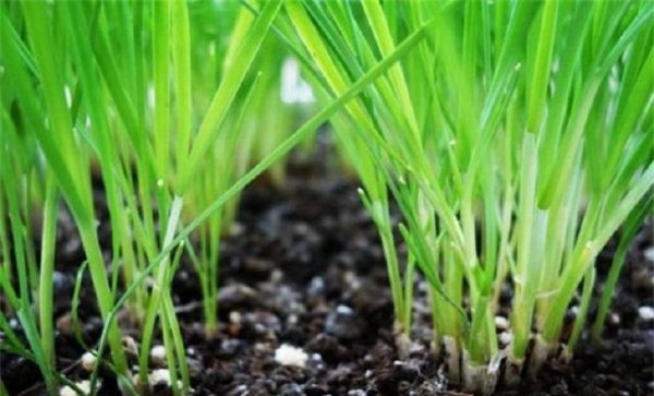 韭菜收割完施什么肥料