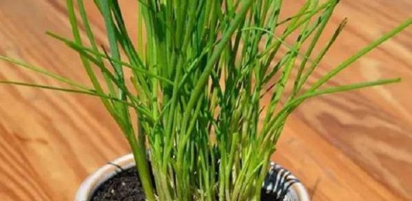 韭菜收割完施什么肥料