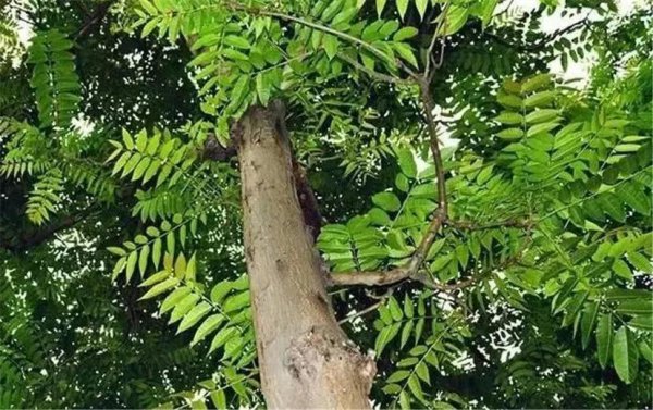 椿茶木是什么木材