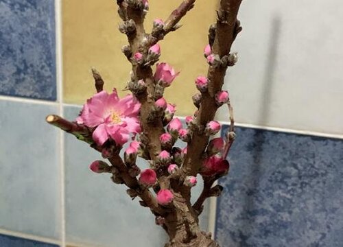 桃花花骨朵的样子