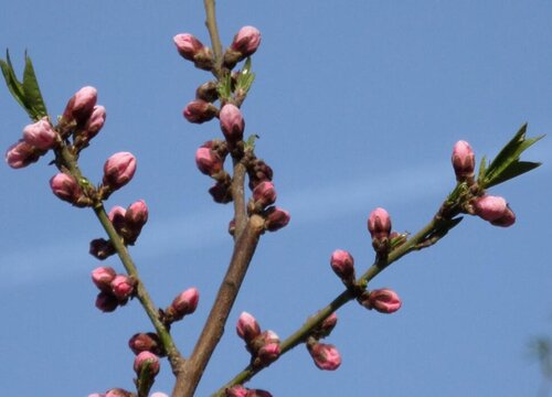 桃花花骨朵的样子
