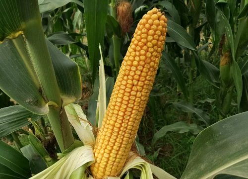 宏博701玉米品种简介