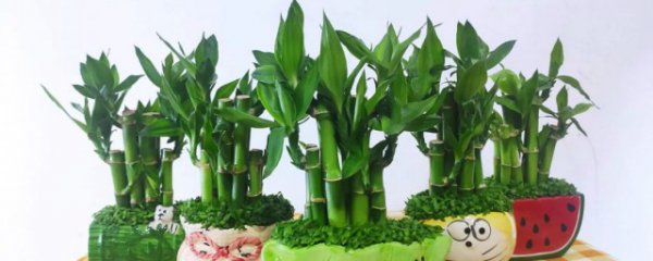 龙竹水养怎么养才能更旺盛