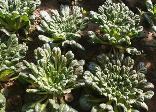 塔菜什么时候播种合适