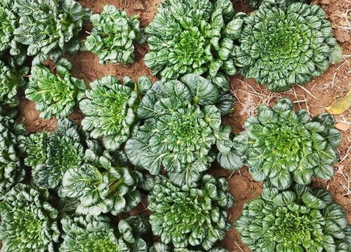 塔菜什么时候播种合适