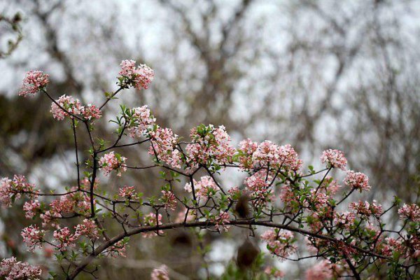 什么花的花语是至死不渝的爱