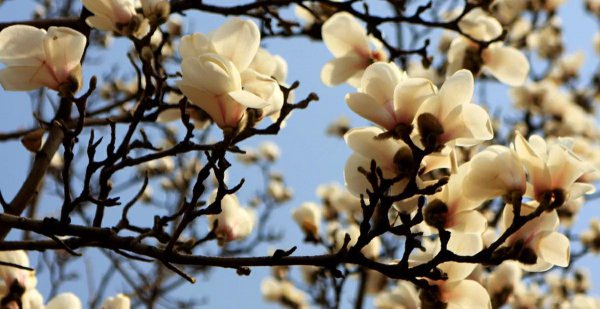 什么花的花语是至死不渝的爱