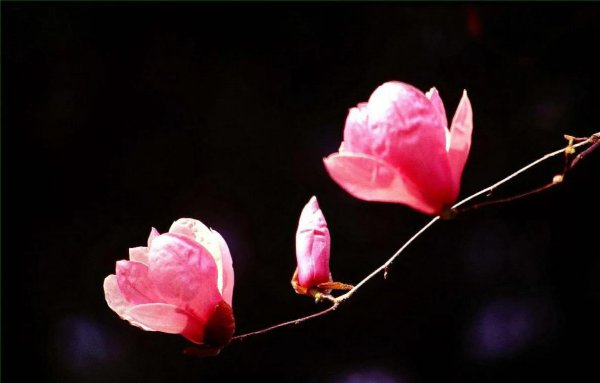 什么花的花语是至死不渝的爱