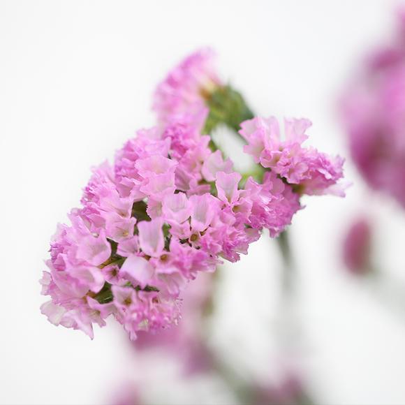 什么花的花语是至死不渝的爱