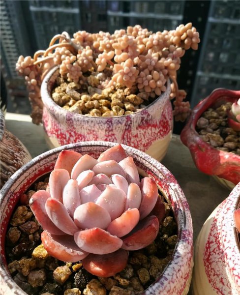 多肉能在太阳底下晒吗