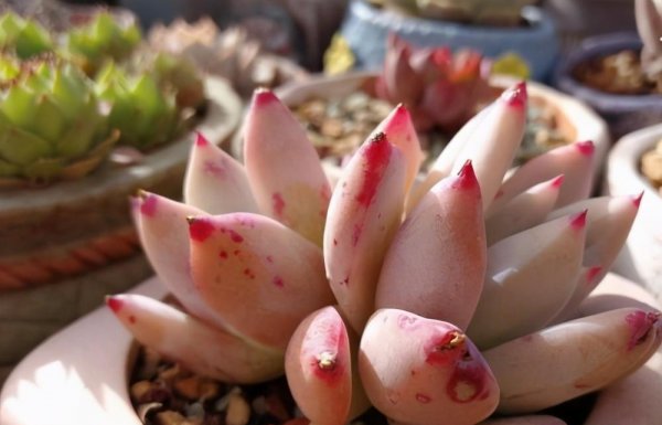 多肉能在太阳底下晒吗