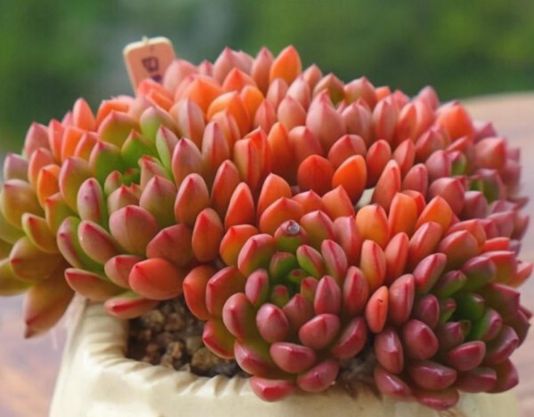 多肉能在太阳底下晒吗