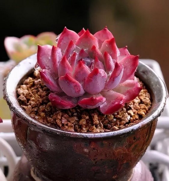 多肉能在太阳底下晒吗