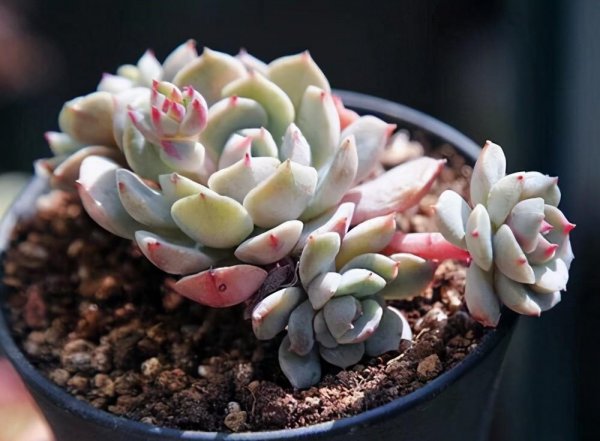 多肉能在太阳底下晒吗