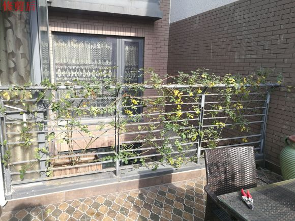 月季怎样修剪才能开花多一点