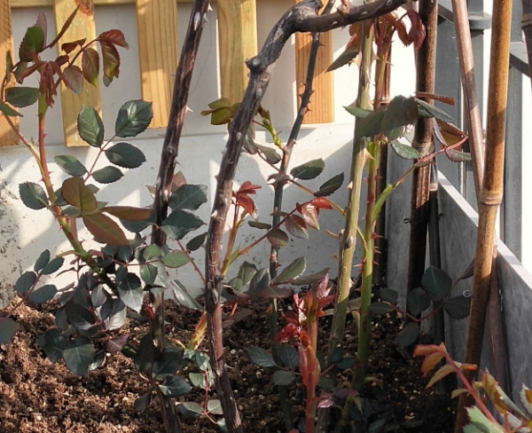 月季怎样修剪才能开花多一点