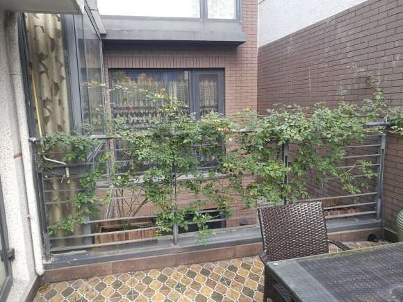 月季怎样修剪才能开花多一点