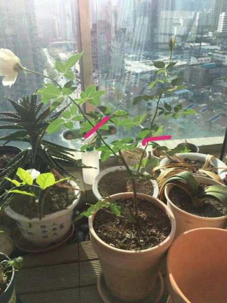 月季怎样修剪才能开花多一点