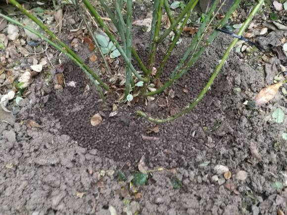 月季怎样修剪才能开花多一点