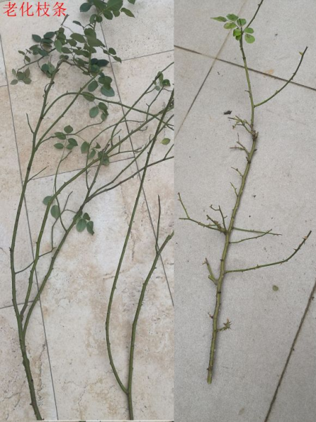 月季怎样修剪才能开花多一点