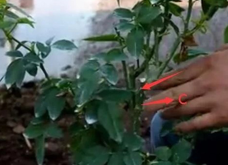 月季怎样修剪才能开花多一点