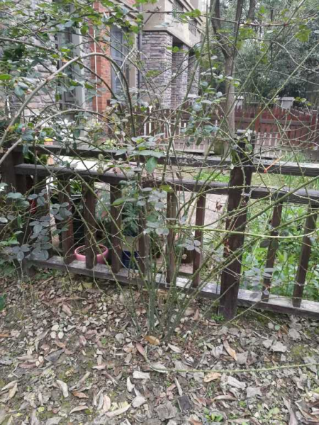 月季怎样修剪才能开花多一点